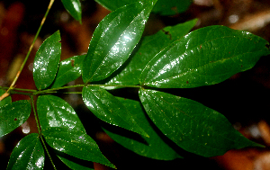  ( - BioBot01812)  @11 [ ] CreativeCommons - Attribution Non-Commercial Share-Alike (2010) Daniel H. Janzen Guanacaste Dry Forest Conservation Fund