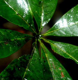  (Pachira aquatica - BioBot01813)  @11 [ ] CreativeCommons - Attribution Non-Commercial Share-Alike (2010) Daniel H. Janzen Guanacaste Dry Forest Conservation Fund