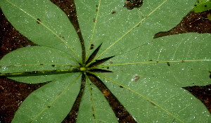  ( - BioBot01814)  @11 [ ] CreativeCommons - Attribution Non-Commercial Share-Alike (2010) Daniel H. Janzen Guanacaste Dry Forest Conservation Fund