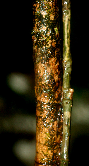  ( - BioBot01815)  @11 [ ] CreativeCommons - Attribution Non-Commercial Share-Alike (2010) Daniel H. Janzen Guanacaste Dry Forest Conservation Fund