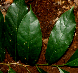  ( - BioBot01824)  @11 [ ] CreativeCommons - Attribution Non-Commercial Share-Alike (2010) Daniel H. Janzen Guanacaste Dry Forest Conservation Fund