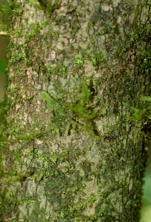  ( - BioBot01825)  @11 [ ] CreativeCommons - Attribution Non-Commercial Share-Alike (2010) Daniel H. Janzen Guanacaste Dry Forest Conservation Fund