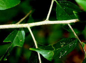  ( - BioBot01825)  @11 [ ] CreativeCommons - Attribution Non-Commercial Share-Alike (2010) Daniel H. Janzen Guanacaste Dry Forest Conservation Fund