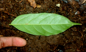  ( - BioBot01825)  @11 [ ] CreativeCommons - Attribution Non-Commercial Share-Alike (2010) Daniel H. Janzen Guanacaste Dry Forest Conservation Fund