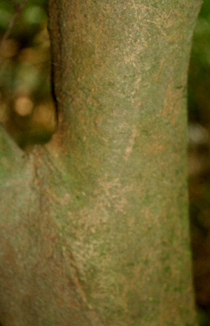  ( - BioBot01828)  @11 [ ] CreativeCommons - Attribution Non-Commercial Share-Alike (2010) Daniel H. Janzen Guanacaste Dry Forest Conservation Fund