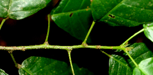  ( - BioBot01828)  @11 [ ] CreativeCommons - Attribution Non-Commercial Share-Alike (2010) Daniel H. Janzen Guanacaste Dry Forest Conservation Fund