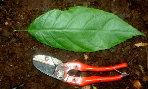  ( - BioBot01828)  @11 [ ] CreativeCommons - Attribution Non-Commercial Share-Alike (2010) Daniel H. Janzen Guanacaste Dry Forest Conservation Fund