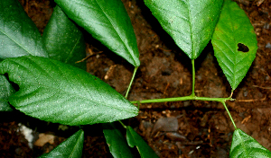  ( - BioBot01830)  @11 [ ] CreativeCommons - Attribution Non-Commercial Share-Alike (2010) Daniel H. Janzen Guanacaste Dry Forest Conservation Fund