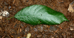  ( - BioBot01830)  @11 [ ] CreativeCommons - Attribution Non-Commercial Share-Alike (2010) Daniel H. Janzen Guanacaste Dry Forest Conservation Fund