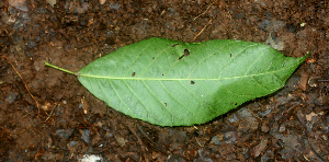  ( - BioBot01830)  @11 [ ] CreativeCommons - Attribution Non-Commercial Share-Alike (2010) Daniel H. Janzen Guanacaste Dry Forest Conservation Fund