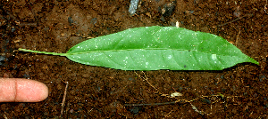  ( - BioBot01831)  @11 [ ] CreativeCommons - Attribution Non-Commercial Share-Alike (2010) Daniel H. Janzen Guanacaste Dry Forest Conservation Fund