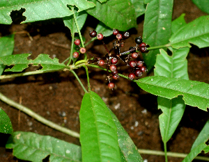  ( - BioBot01832)  @11 [ ] CreativeCommons - Attribution Non-Commercial Share-Alike (2010) Daniel H. Janzen Guanacaste Dry Forest Conservation Fund