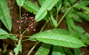  ( - BioBot01832)  @11 [ ] CreativeCommons - Attribution Non-Commercial Share-Alike (2010) Daniel H. Janzen Guanacaste Dry Forest Conservation Fund