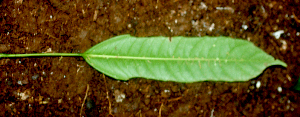  ( - BioBot01832)  @11 [ ] CreativeCommons - Attribution Non-Commercial Share-Alike (2010) Daniel H. Janzen Guanacaste Dry Forest Conservation Fund