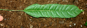  ( - BioBot01832)  @11 [ ] CreativeCommons - Attribution Non-Commercial Share-Alike (2010) Daniel H. Janzen Guanacaste Dry Forest Conservation Fund