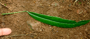  ( - BioBot01833)  @11 [ ] CreativeCommons - Attribution Non-Commercial Share-Alike (2010) Daniel H. Janzen Guanacaste Dry Forest Conservation Fund