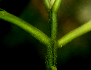  (Besleria robusta - BioBot01842)  @12 [ ] CreativeCommons - Attribution Non-Commercial Share-Alike (2010) Daniel H. Janzen Guanacaste Dry Forest Conservation Fund