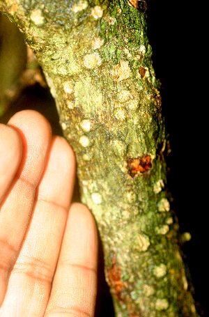  ( - BioBot01846)  @11 [ ] CreativeCommons - Attribution Non-Commercial Share-Alike (2010) Daniel H. Janzen Guanacaste Dry Forest Conservation Fund