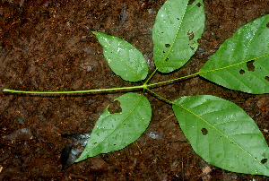  ( - BioBot01846)  @11 [ ] CreativeCommons - Attribution Non-Commercial Share-Alike (2010) Daniel H. Janzen Guanacaste Dry Forest Conservation Fund