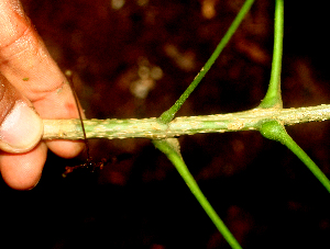  ( - BioBot01847)  @11 [ ] CreativeCommons - Attribution Non-Commercial Share-Alike (2010) Daniel H. Janzen Guanacaste Dry Forest Conservation Fund