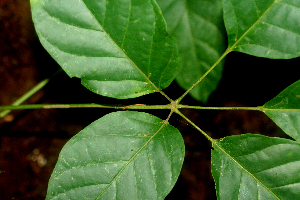  ( - BioBot01847)  @11 [ ] CreativeCommons - Attribution Non-Commercial Share-Alike (2010) Daniel H. Janzen Guanacaste Dry Forest Conservation Fund