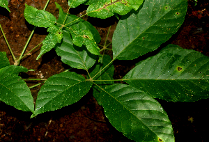  ( - BioBot01847)  @11 [ ] CreativeCommons - Attribution Non-Commercial Share-Alike (2010) Daniel H. Janzen Guanacaste Dry Forest Conservation Fund