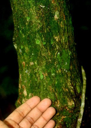  ( - BioBot01848)  @11 [ ] CreativeCommons - Attribution Non-Commercial Share-Alike (2010) Daniel H. Janzen Guanacaste Dry Forest Conservation Fund