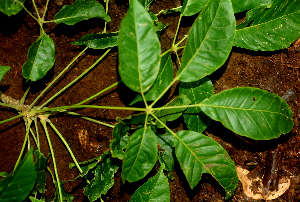  ( - BioBot01848)  @11 [ ] CreativeCommons - Attribution Non-Commercial Share-Alike (2010) Daniel H. Janzen Guanacaste Dry Forest Conservation Fund