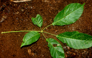  ( - BioBot01848)  @11 [ ] CreativeCommons - Attribution Non-Commercial Share-Alike (2010) Daniel H. Janzen Guanacaste Dry Forest Conservation Fund