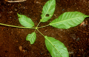  (Tabebuia guayacan - BioBot01848)  @11 [ ] CreativeCommons - Attribution Non-Commercial Share-Alike (2010) Daniel H. Janzen Guanacaste Dry Forest Conservation Fund