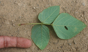  ( - BioBot01886)  @11 [ ] CreativeCommons - Attribution Non-Commercial Share-Alike (2010) Daniel H. Janzen Guanacaste Dry Forest Conservation Fund