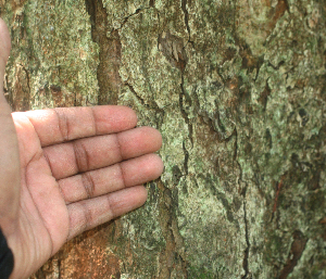 ( - BioBot01889)  @11 [ ] CreativeCommons - Attribution Non-Commercial Share-Alike (2010) Daniel H. Janzen Guanacaste Dry Forest Conservation Fund