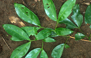  ( - BioBot01890)  @11 [ ] CreativeCommons - Attribution Non-Commercial Share-Alike (2010) Daniel H. Janzen Guanacaste Dry Forest Conservation Fund