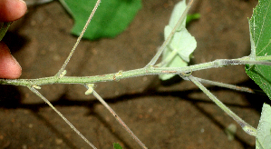  ( - BioBot01900)  @11 [ ] CreativeCommons - Attribution Non-Commercial Share-Alike (2010) Daniel H. Janzen Guanacaste Dry Forest Conservation Fund