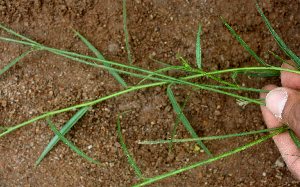  ( - BioBot01905)  @11 [ ] CreativeCommons - Attribution Non-Commercial Share-Alike (2010) Daniel H. Janzen Guanacaste Dry Forest Conservation Fund