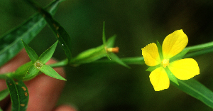  (Ludwigia nervosa - BioBot01910)  @11 [ ] CreativeCommons - Attribution Non-Commercial Share-Alike (2010) Daniel H. Janzen Guanacaste Dry Forest Conservation Fund