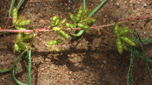  ( - BioBot01920)  @11 [ ] CreativeCommons - Attribution Non-Commercial Share-Alike (2010) Daniel H. Janzen Guanacaste Dry Forest Conservation Fund
