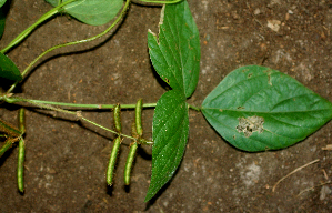  ( - BioBot01928)  @11 [ ] CreativeCommons - Attribution Non-Commercial Share-Alike (2010) Daniel H. Janzen Guanacaste Dry Forest Conservation Fund