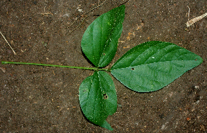  ( - BioBot01928)  @11 [ ] CreativeCommons - Attribution Non-Commercial Share-Alike (2010) Daniel H. Janzen Guanacaste Dry Forest Conservation Fund