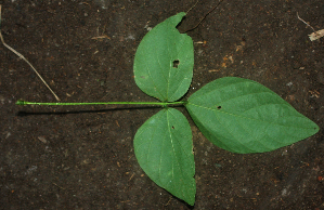  ( - BioBot01928)  @11 [ ] CreativeCommons - Attribution Non-Commercial Share-Alike (2010) Daniel H. Janzen Guanacaste Dry Forest Conservation Fund