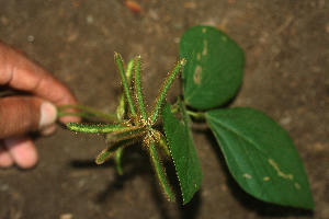  ( - BioBot01929)  @11 [ ] CreativeCommons - Attribution Non-Commercial Share-Alike (2010) Daniel H. Janzen Guanacaste Dry Forest Conservation Fund