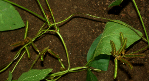  ( - BioBot01930)  @11 [ ] CreativeCommons - Attribution Non-Commercial Share-Alike (2010) Daniel H. Janzen Guanacaste Dry Forest Conservation Fund