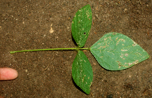  ( - BioBot01930)  @11 [ ] CreativeCommons - Attribution Non-Commercial Share-Alike (2010) Daniel H. Janzen Guanacaste Dry Forest Conservation Fund