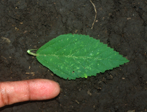  ( - BioBot01934)  @11 [ ] CreativeCommons - Attribution Non-Commercial Share-Alike (2010) Daniel H. Janzen Guanacaste Dry Forest Conservation Fund