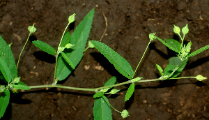  ( - BioBot01934)  @11 [ ] CreativeCommons - Attribution Non-Commercial Share-Alike (2010) Daniel H. Janzen Guanacaste Dry Forest Conservation Fund