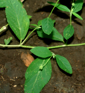  ( - BioBot01936)  @11 [ ] CreativeCommons - Attribution Non-Commercial Share-Alike (2010) Daniel H. Janzen Guanacaste Dry Forest Conservation Fund