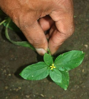 (Sydrella nodiflora - BioBot01939)  @11 [ ] CreativeCommons - Attribution Non-Commercial Share-Alike (2010) Daniel H. Janzen Guanacaste Dry Forest Conservation Fund