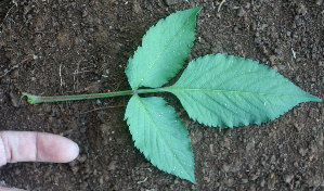  ( - BioBot01948)  @12 [ ] CreativeCommons - Attribution Non-Commercial Share-Alike (2010) Daniel H. Janzen Guanacaste Dry Forest Conservation Fund