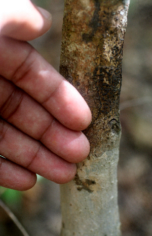  ( - BioBot01969)  @11 [ ] CreativeCommons - Attribution Non-Commercial Share-Alike (2010) Daniel H. Janzen Guanacaste Dry Forest Conservation Fund