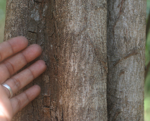  ( - BioBot01978)  @11 [ ] CreativeCommons - Attribution Non-Commercial Share-Alike (2010) Daniel H. Janzen Guanacaste Dry Forest Conservation Fund
